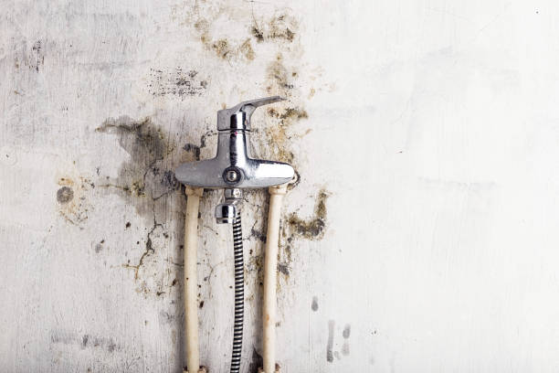 Mold Removal Process in Romoland, CA
