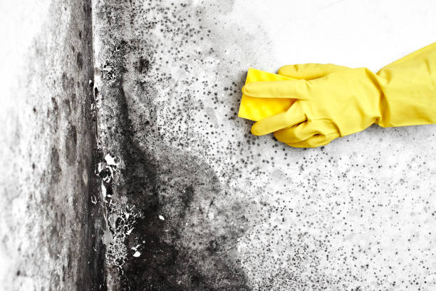 Best Best Mold Removal Companies  in Romoland, CA
