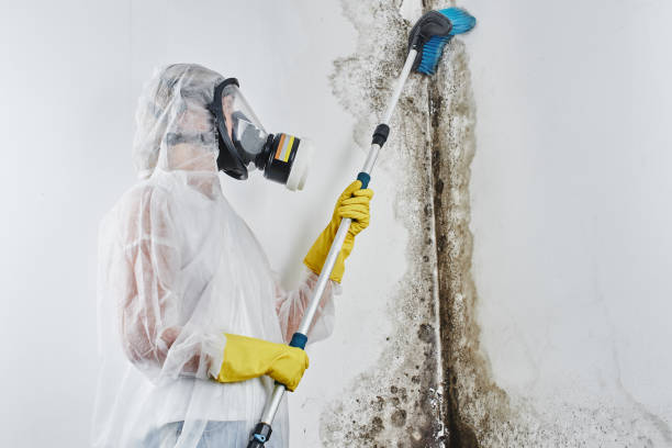 Best Mold Testing  in Romoland, CA