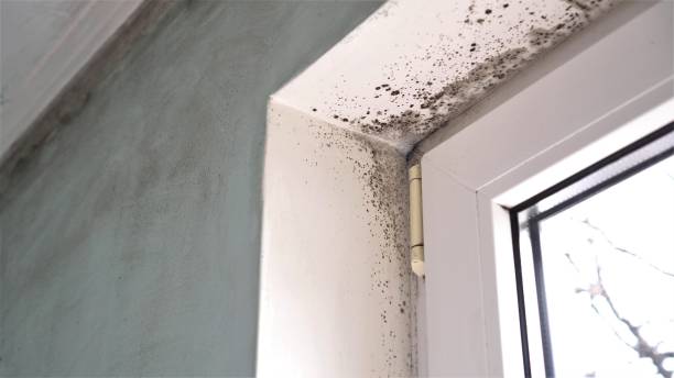 Professional Mold Removal in Romoland, CA