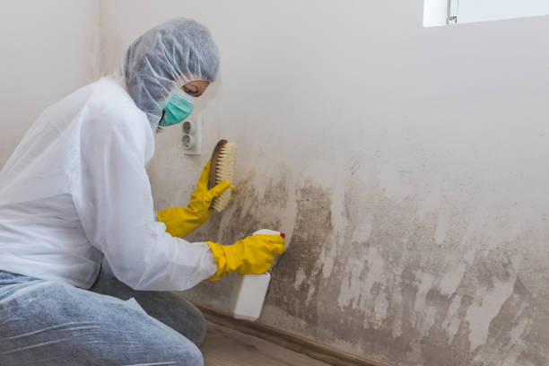 Best Certified Mold Removal  in Romoland, CA