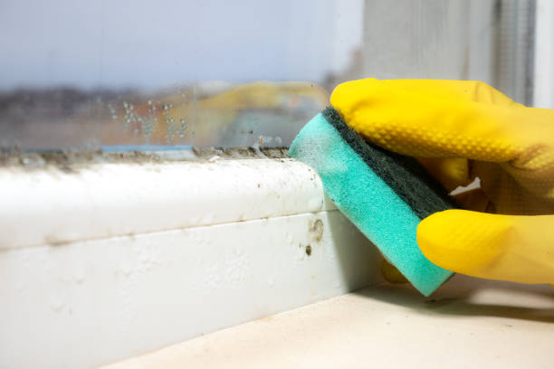 Best Office Mold Removal Services  in Romoland, CA