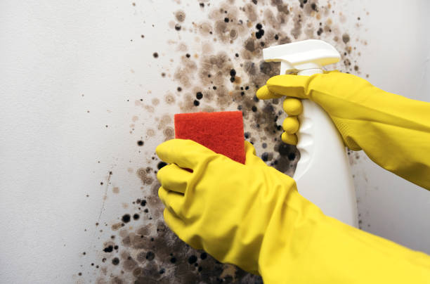 Best Same-Day Mold Removal  in Romoland, CA