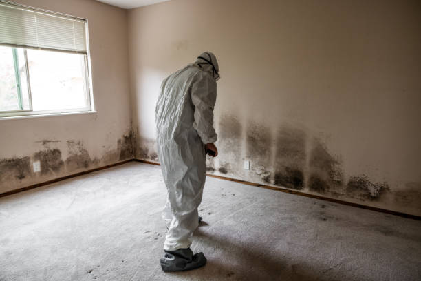 Trusted Romoland, CA Mold Removal Experts