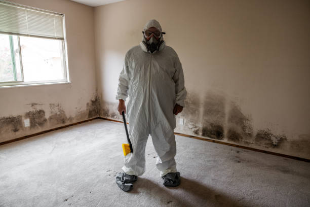 Best Black Mold Removal  in Romoland, CA