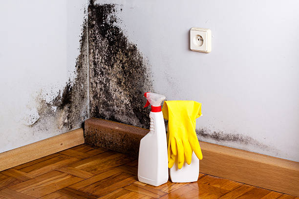 Best Mold Testing  in Romoland, CA