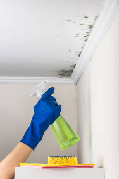 Best Residential Mold Removal  in Romoland, CA